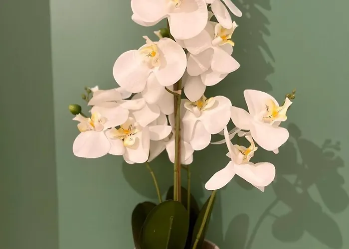 Dalikyda - Le Clovis - *